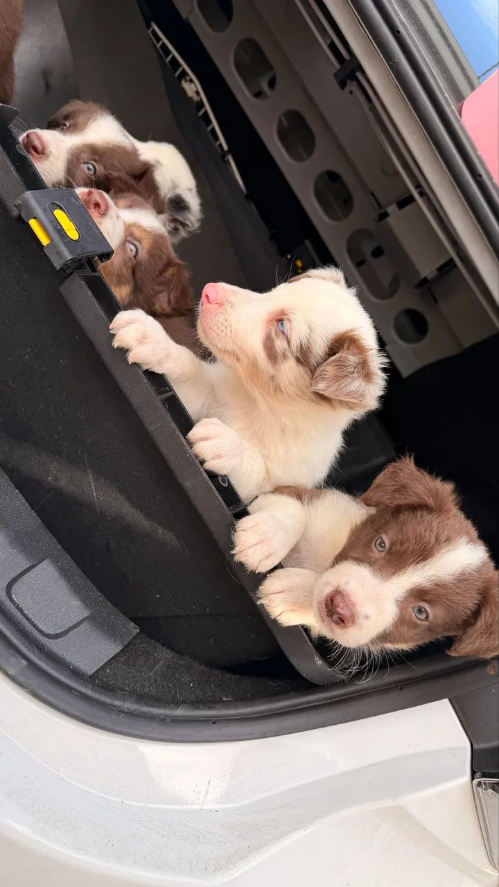 Border Collie  - Foto 4