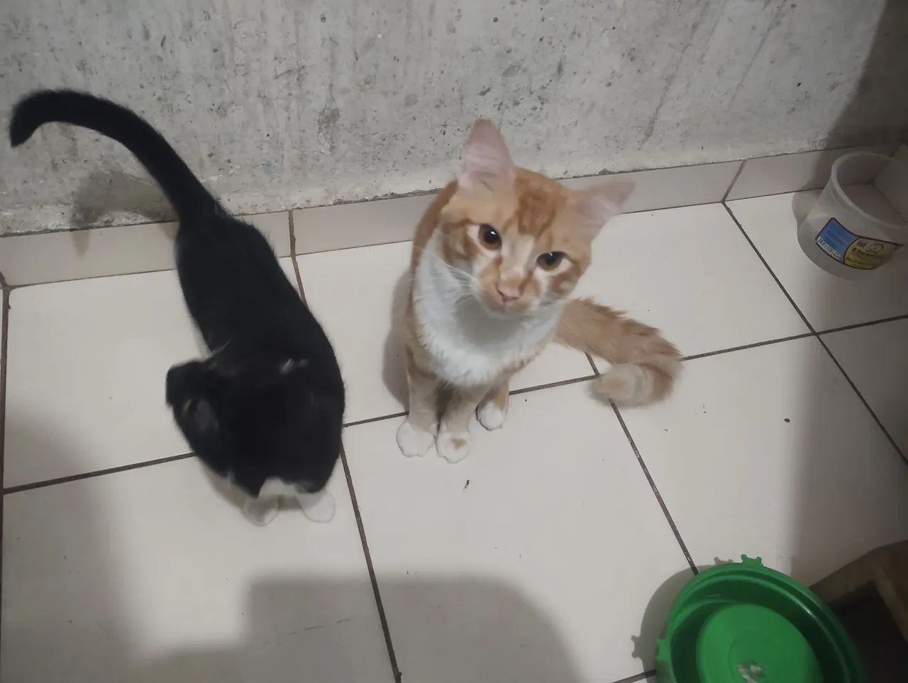 Doa se dois gatos  - Foto 4