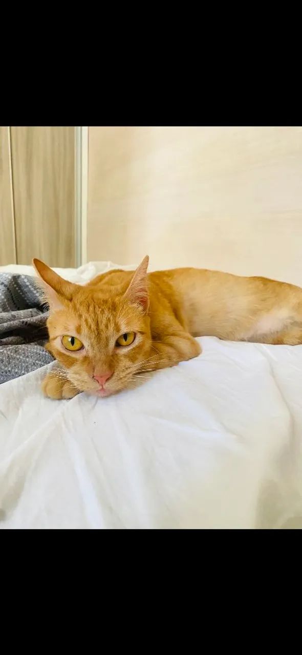 gata para adoçao - Foto 3