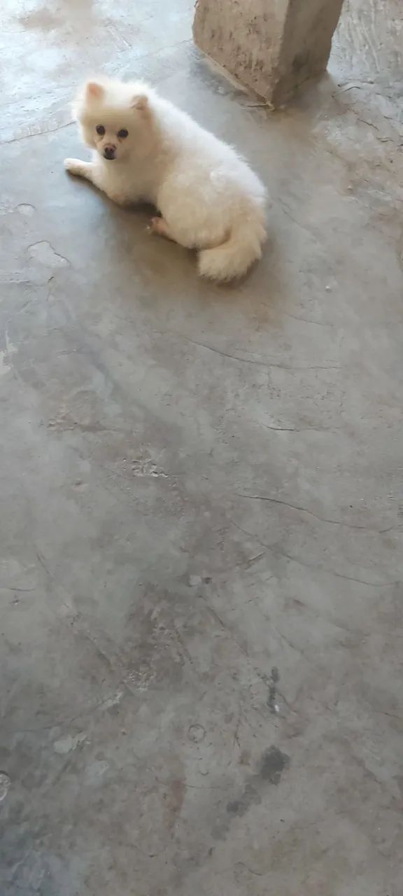 Lulu  - Foto 2