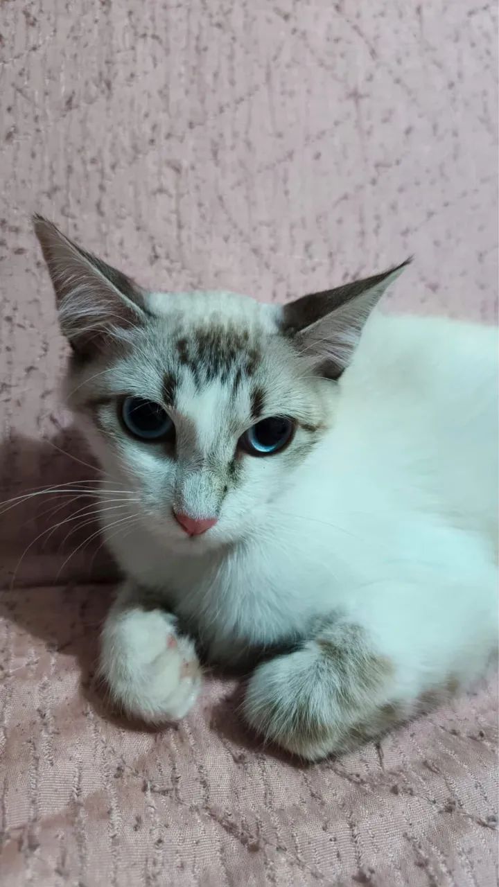 Doa-se essa gatinha de 8 meses.  - Foto 3