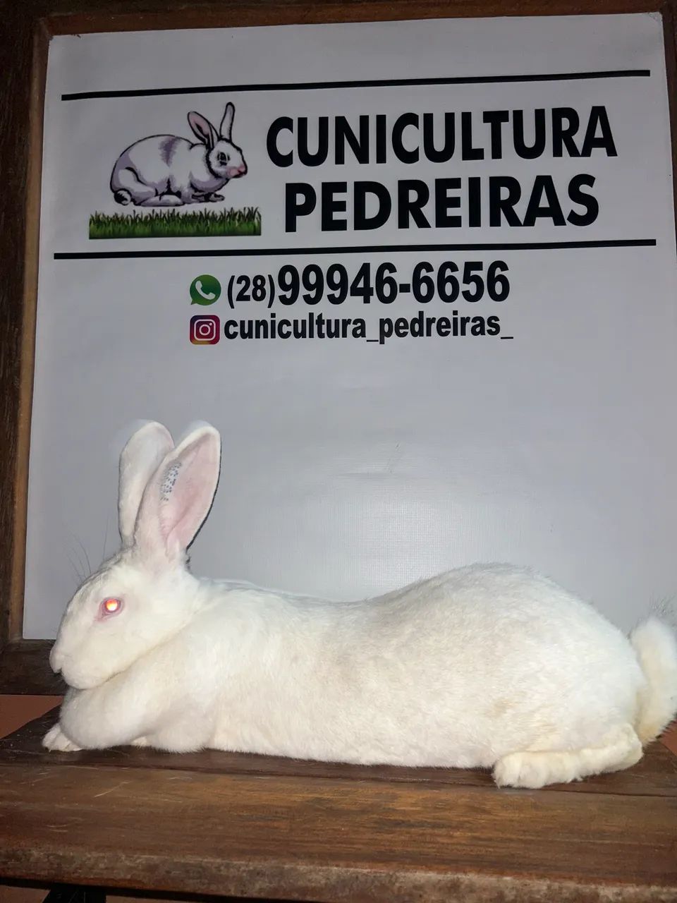 Coelhos gigantes  - Foto 2