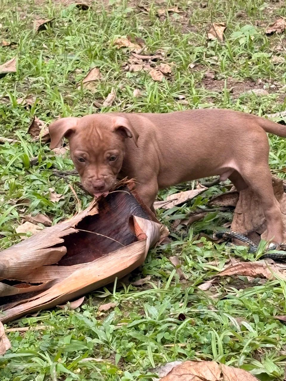 Filhotes de Pitbull  - Foto 5