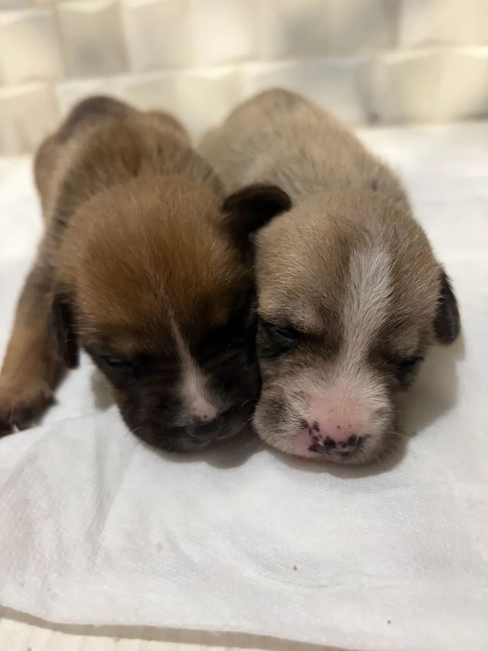 Cachorros para adoção - Foto 3
