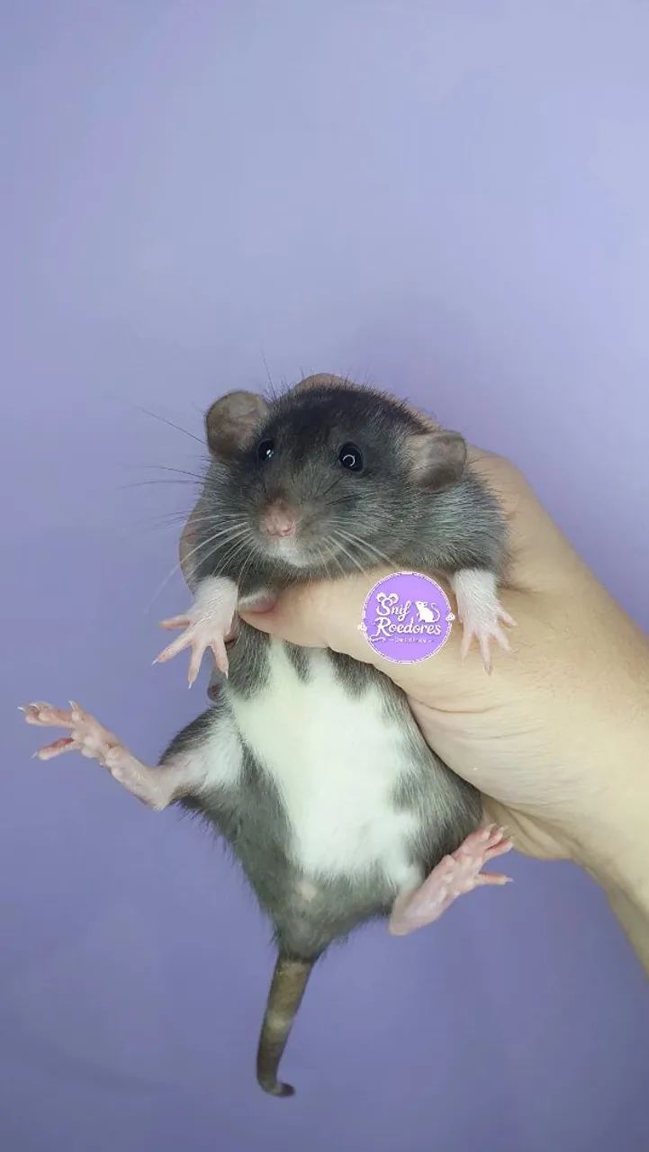 Ratinhos Twisters