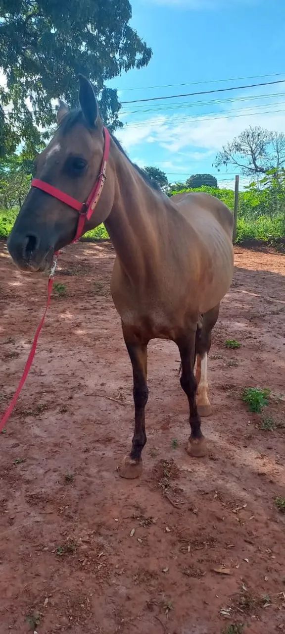 Egua machadeira  - Foto 2