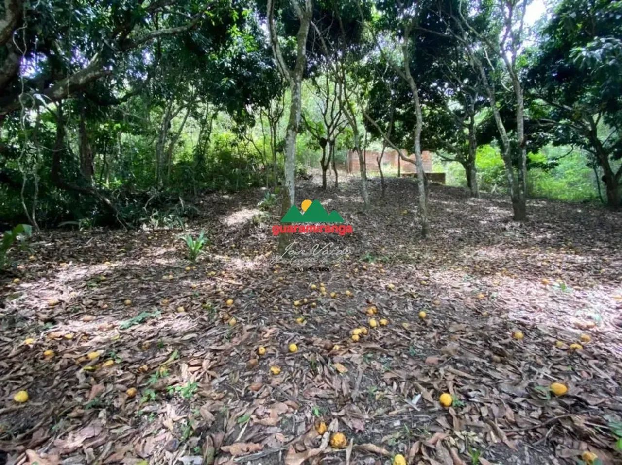 Sítio com 04 hectares, todo cercado, com energia e casa para reforma. - Foto 3