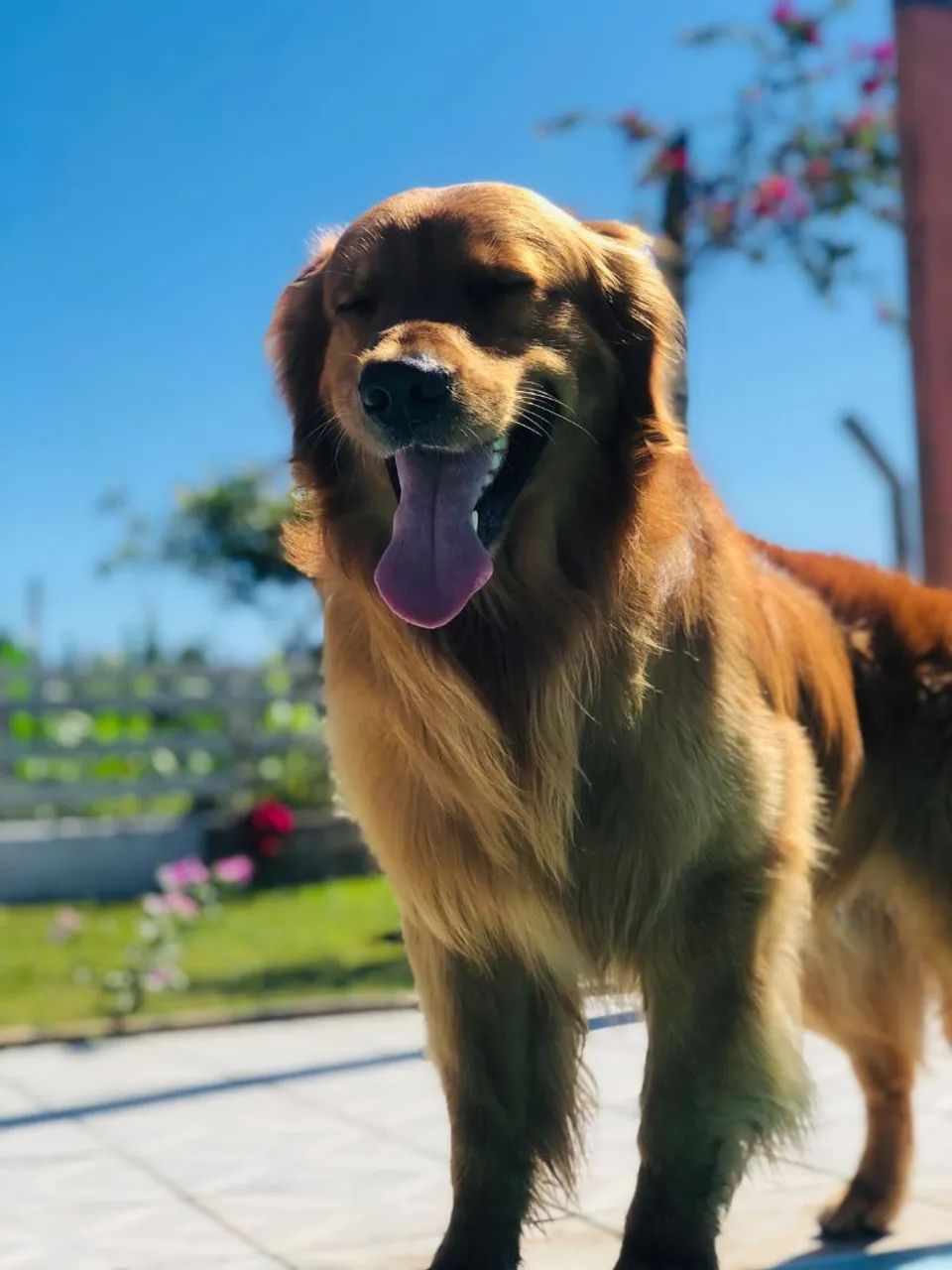 GOLDEN RETRIEVER - Foto 4