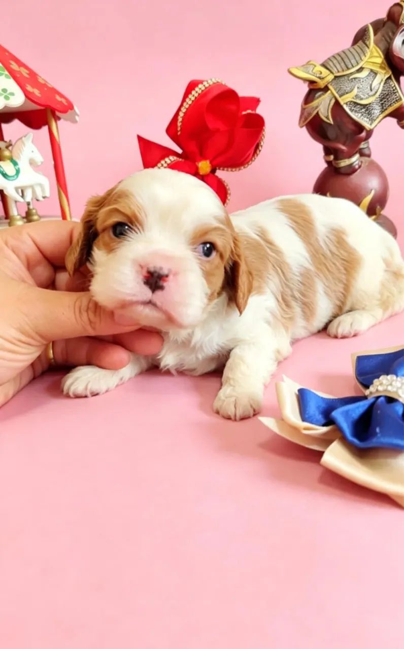 Cavalier 