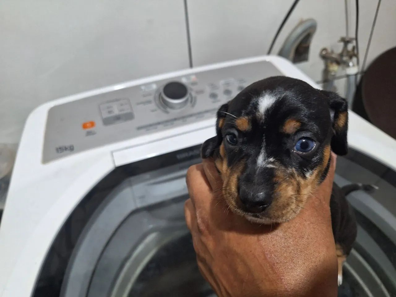 Dachshund ou salsicha 