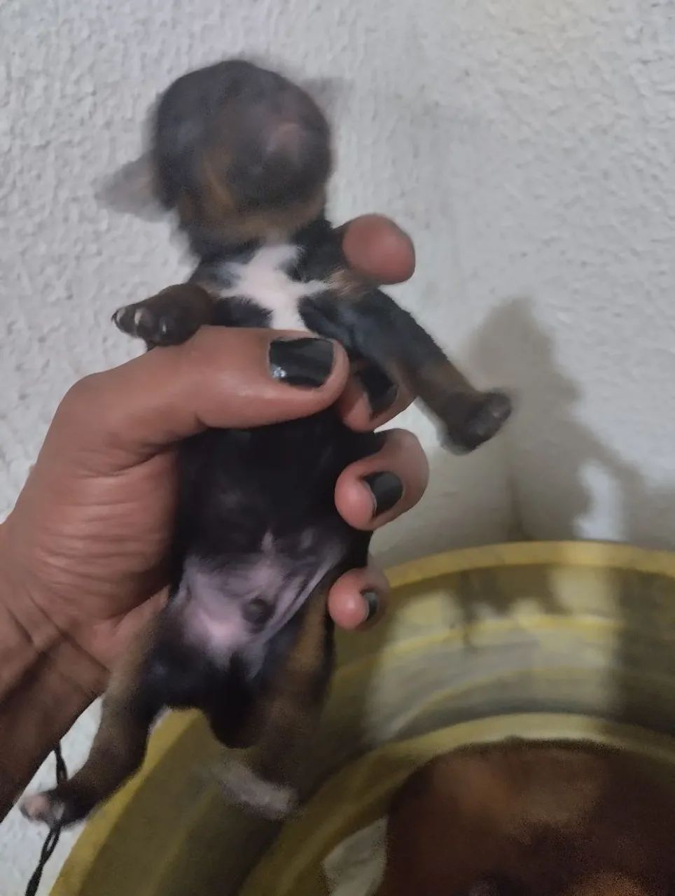 Pinscher 01 - Foto 4