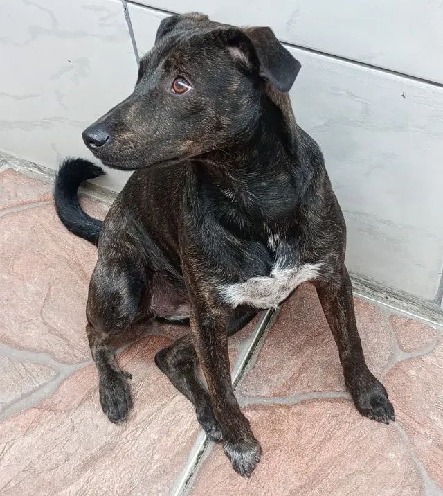 Doação de cachorro  - Foto 3