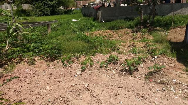 Terreno ipojuca - Foto 2