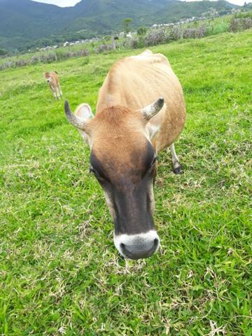 Vendo gado 4 animais - Foto 4