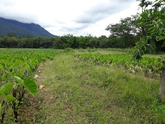 Chácara - América de Baixo - Morretes - Foto 4
