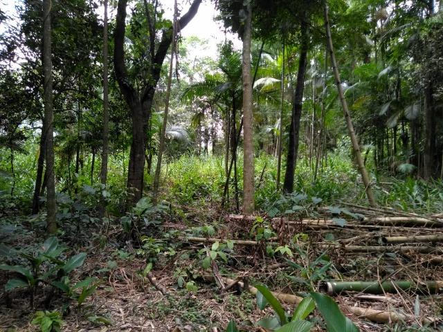 Chácara - América de Baixo - Morretes - Foto 16