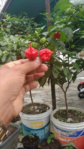 Pimenta mais ardida do mundo
