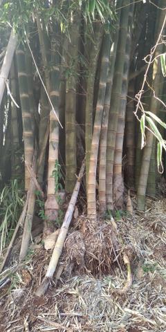 Bambu gigante - Foto 2