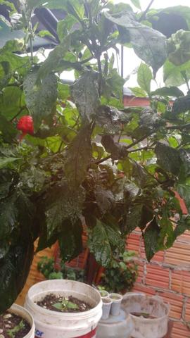 Pimenta mais ardida do mundo - Foto 5