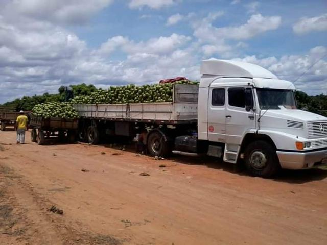 Coco verde carga direto do nordeste - Foto 3
