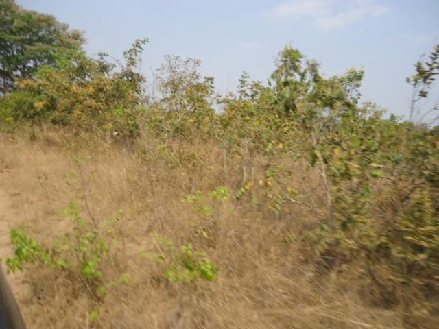 3000 hectares,Paranatinga/MT, 50% Para Plantio Soja, Paranatinga/MT. Oportunidade