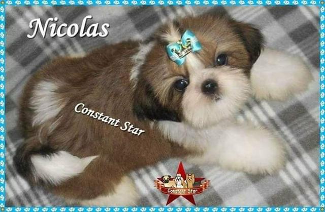 Belíssimos Machinhos de Shih Tzu de Porte Bem Pequenos com PEDIGREE - Foto 3