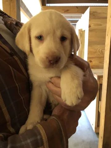   Filhotinhos de labrador Fêmea linda com Pedigree