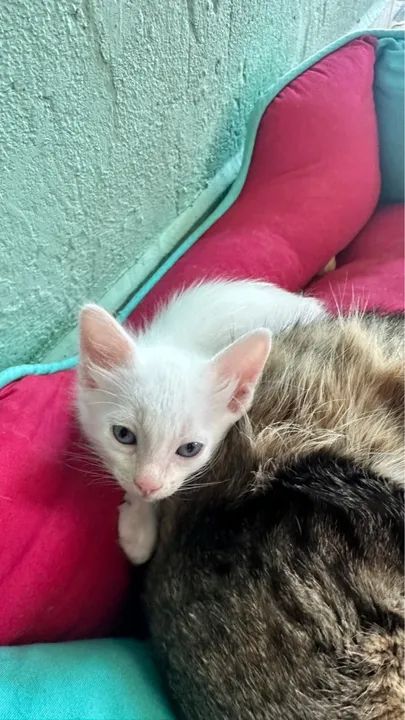 Doação de gatinhos 