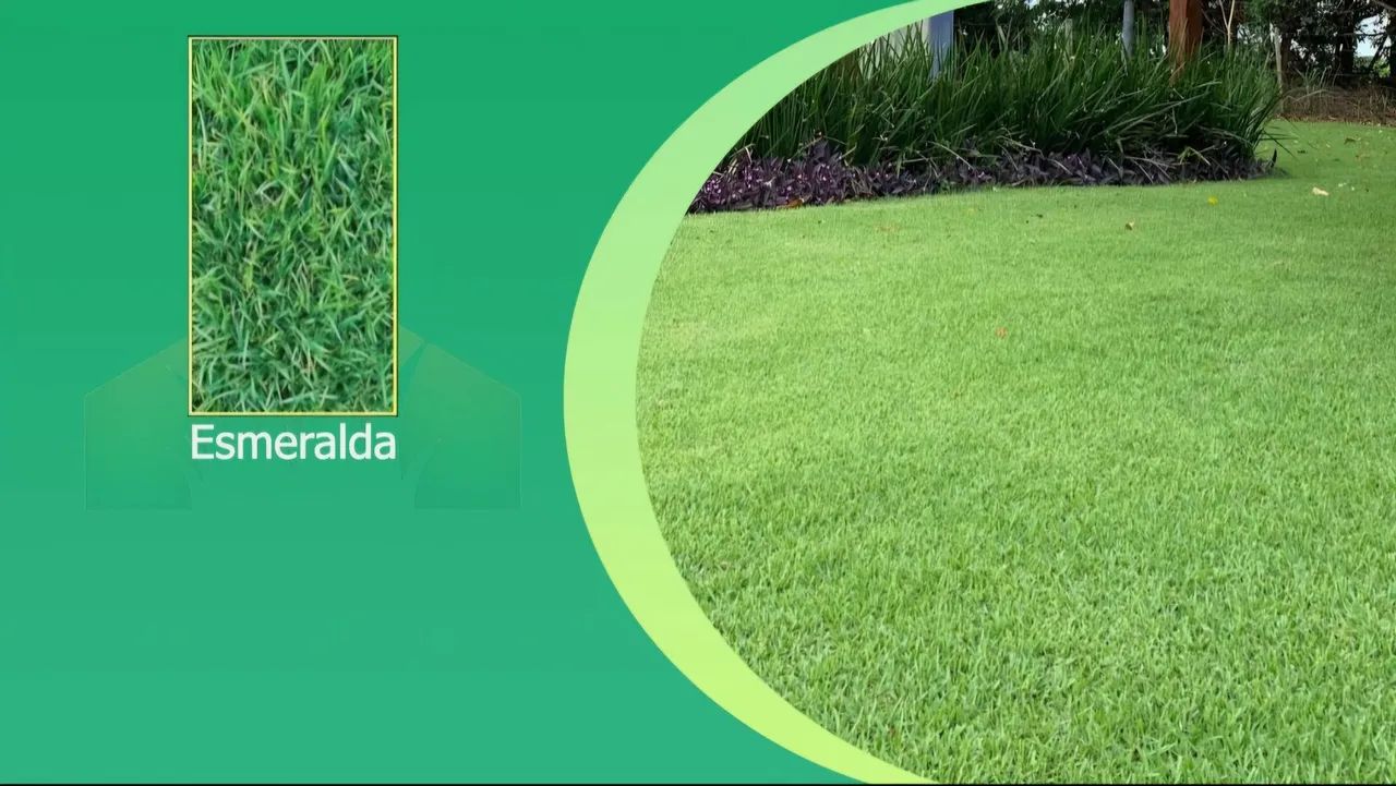 Grama para seu jardim - pronta para plantar - Foto 5