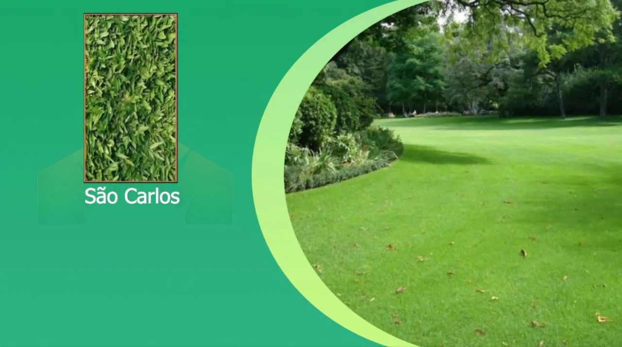 Grama para seu jardim - pronta para plantar - Foto 4