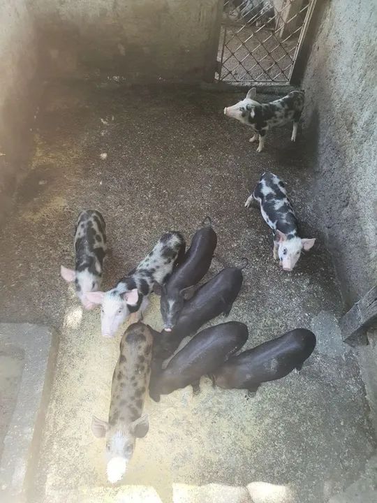 Leitoa caipira  - Foto 2