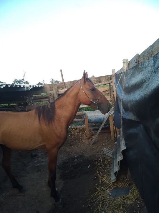 Cavalo vendo ou faço rolo  - Foto 2