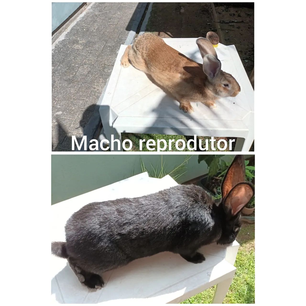 Coelho Gigante de Flandres - FILHOTES(últimas unidades) - Foto 2