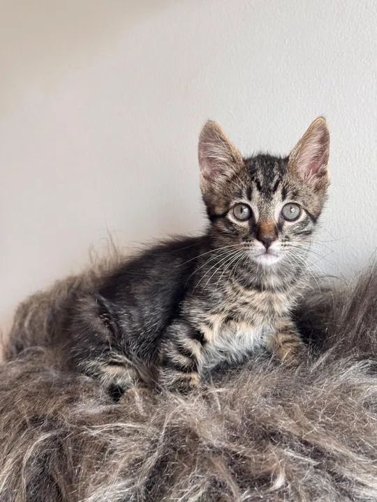 Gato macho lindíssimo 3 meses