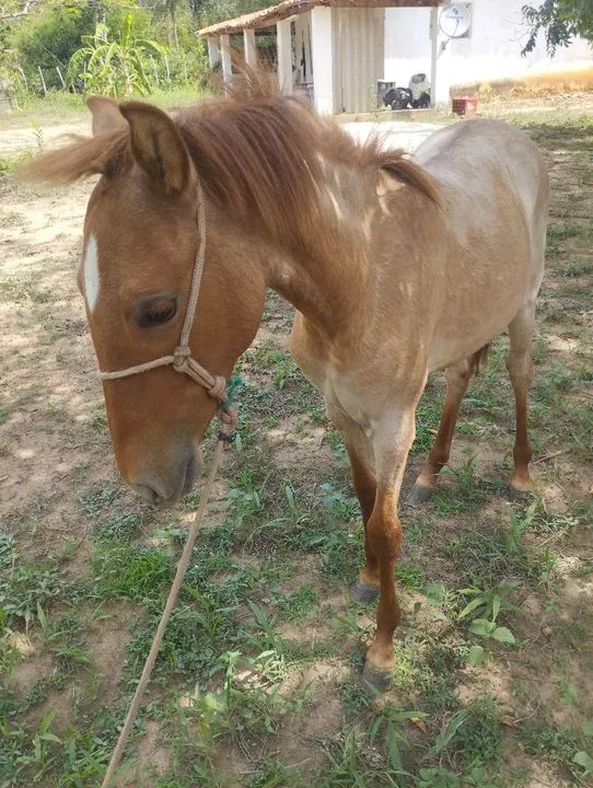 Vendo/troco potra mestiça quarto de milha com mangalarga