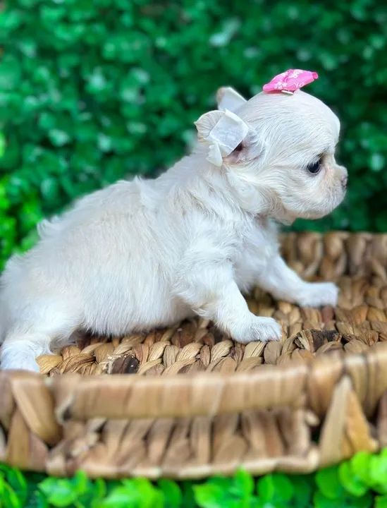 Chihuahua Fêmea - Pêlo longo para reserva  - Foto 5