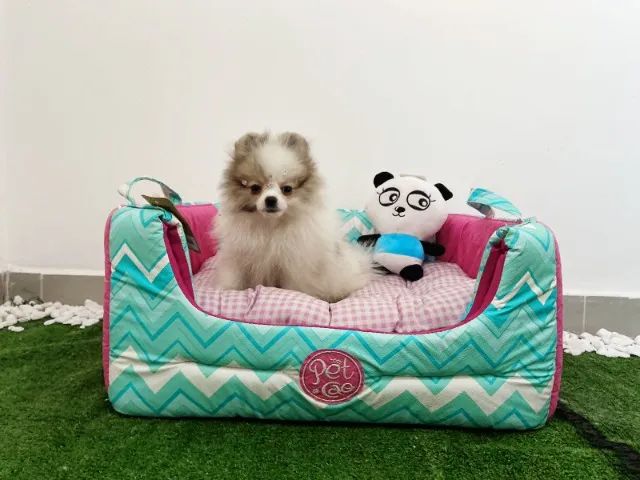 Filhotes Spitz Alemão anão fêmea e macho - Foto 3