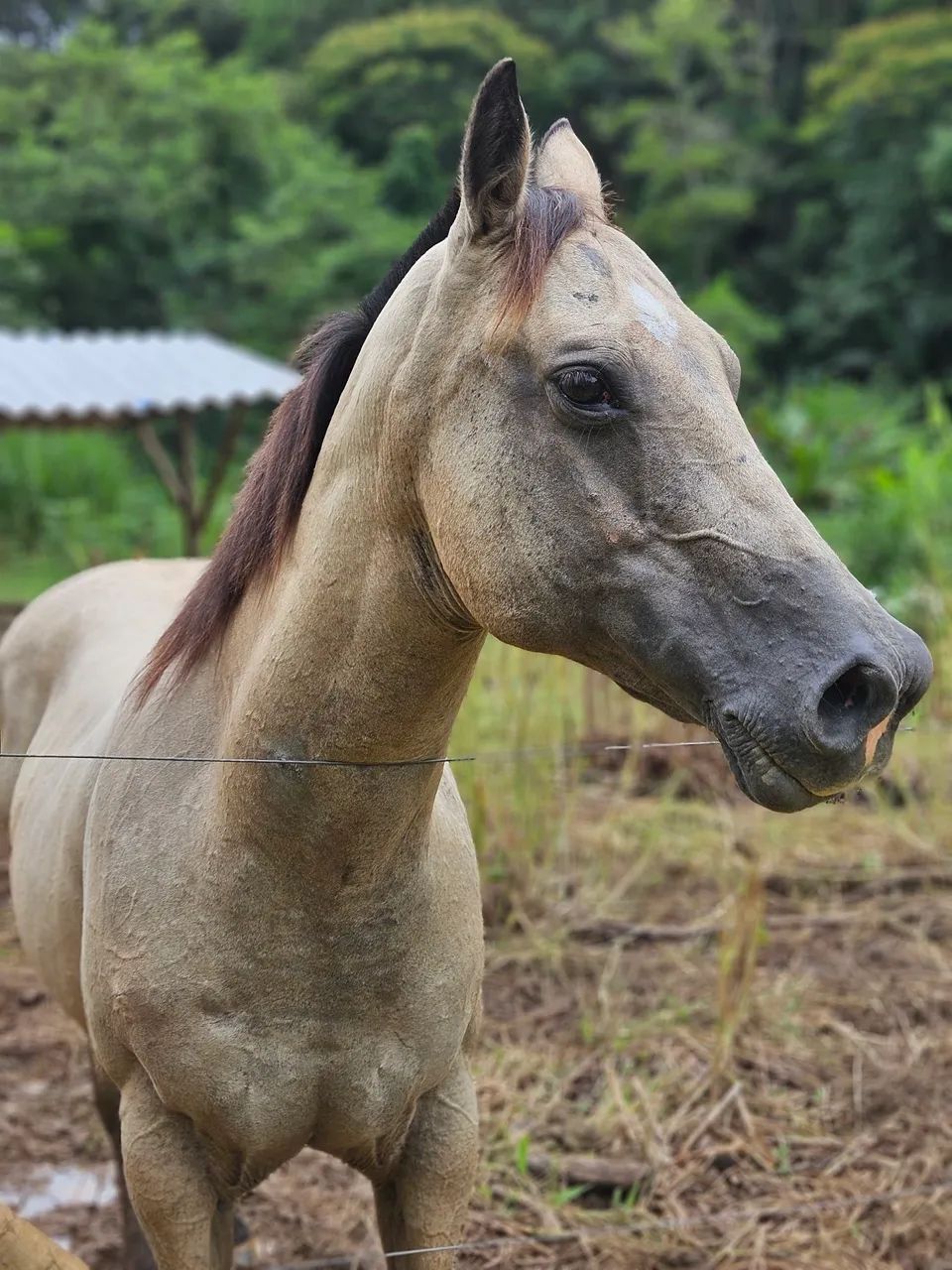 Cavalo Quarto de Milha - Foto 2