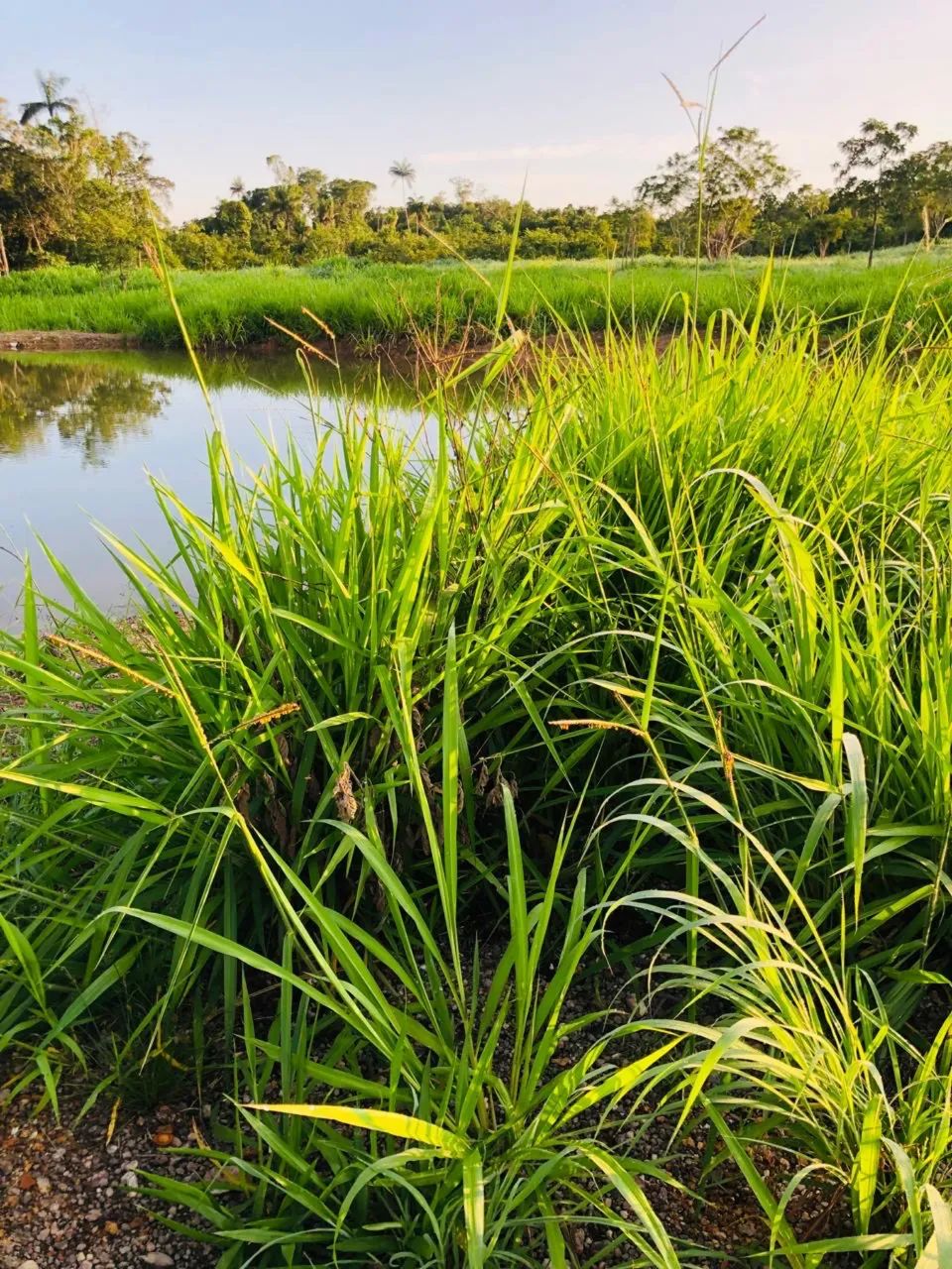 Vende se chácara  - Foto 13