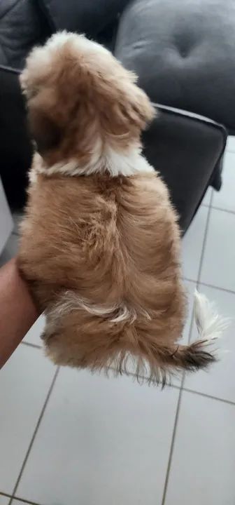 Shitzu macho - Foto 4