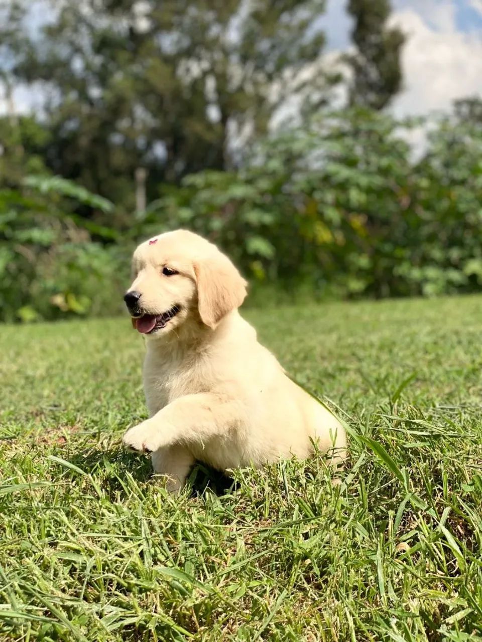 Filhotes Golden Retriever FÊMEA  - Foto 5