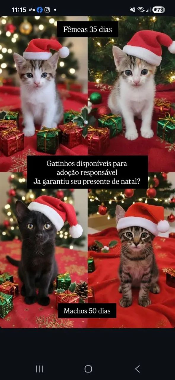 Lindos gatinhos para adoção responsável 