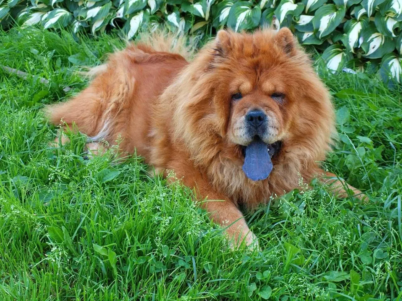 Chow-Chow para adoção CHAMA NO WHATSAPP