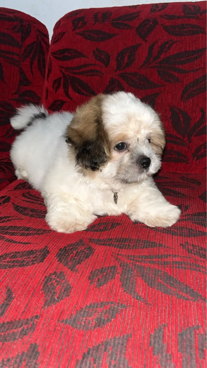 Filhote Shih Tzu para adoção