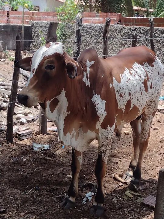 Nelore P.O pintando - Foto 2