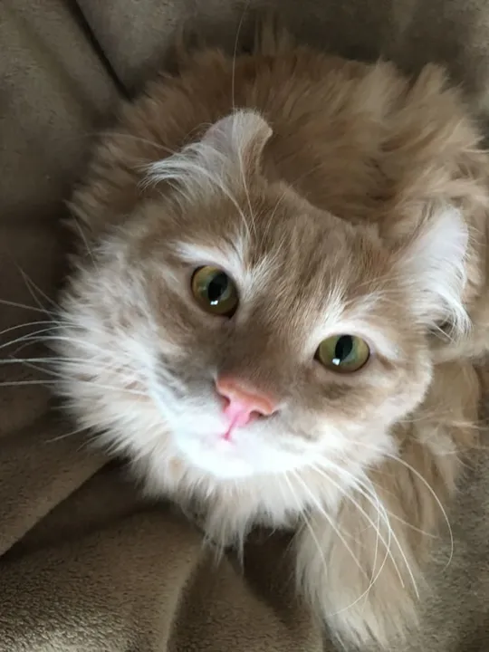 American Curl Filhotes Encantadores na Cor Creme