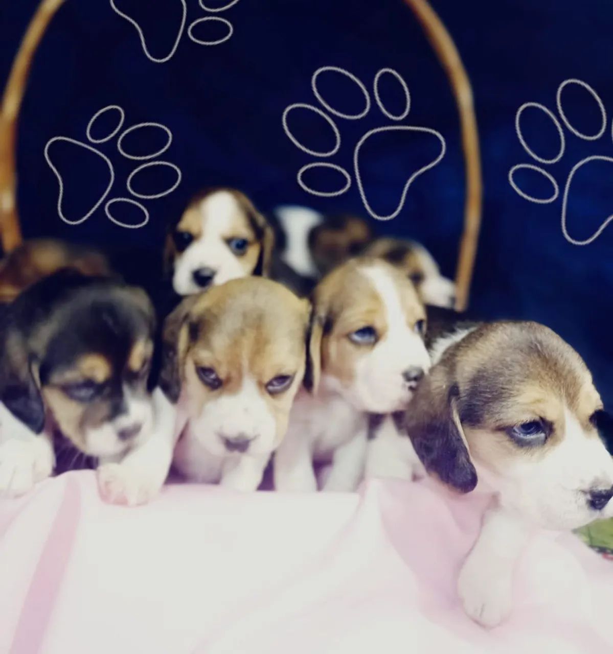 Filhotes de Beagle - Foto 4