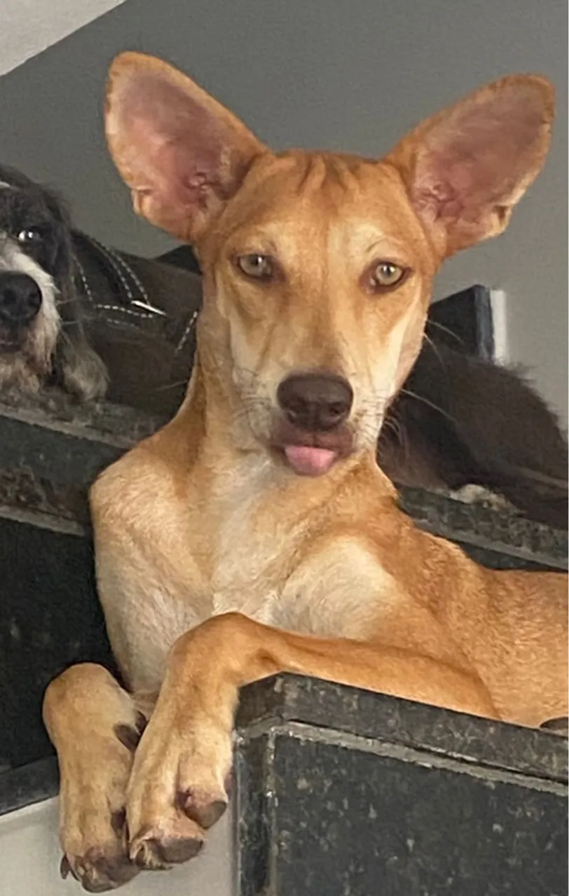 Cachorro porte médio para doação