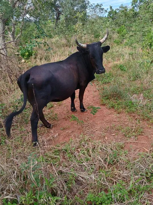 Mini vaca - Animal de Excelente Qualidade - Foto 2