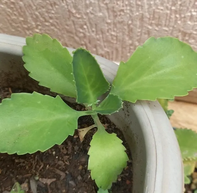 Planta suculenta Kalanchoe daigremontiana Madagascar.